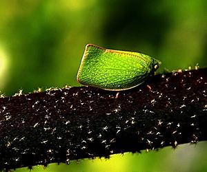 Better Food Makes High-Latitude Animals Bigger