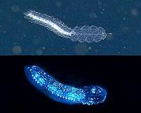 Deep-sea animals make their own light