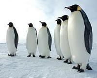 Finding new homes won't help Emperor penguins cope with climate change