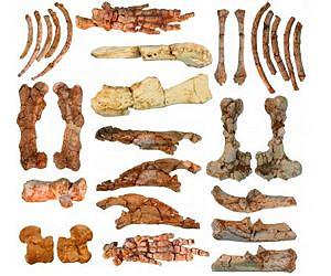 Fossil skeleton of strange, ancient digging mammal clears up 30-year evolutionary debate