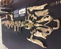 Research team identifies rare dinosaur from Appalachia