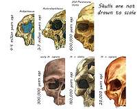 Need for social skills helped shape modern human face
