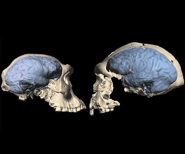 Modern human brain originated in Africa around 1.7 million years ago