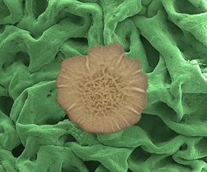 Secrets of bacterial slime revealed