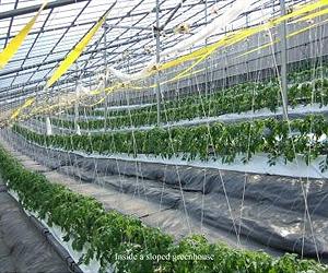 Study shines light on ways to cut costs for greenhouse growers
