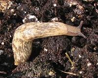 Insecticides foster 'toxic' slugs, reduce crop yields