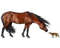 Tiny fossil horses put their back into it