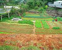 Agricultural sustainability project reached 21 million smallholder farmers across China