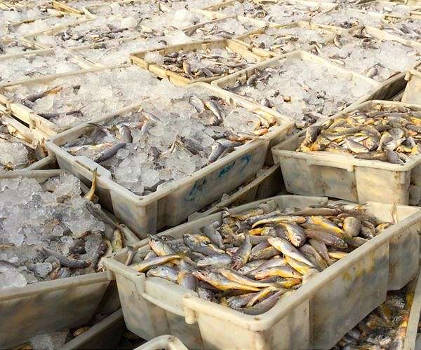 Fishermen, ecologists unite in northern France against 'sea bulldozer'
