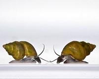 Biologists transfer memory from one snail to another