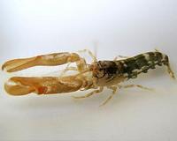 Independent evolutionary origins of complex sociality in marine life