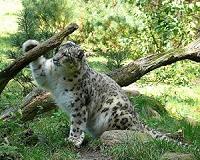 New disease threats pose danger to snow leopard population