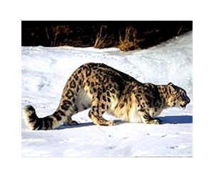 The white ghost of the Himalayas: A vision in the snow (Feature)