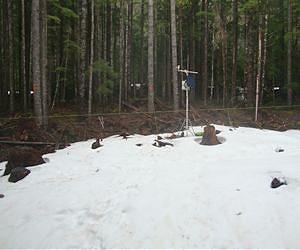 Snow melts faster under trees than in open areas in mild climates