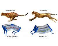 Inspired by cheetahs, researchers build fastest soft robots yet