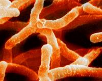 Scientists uncover two-layer identification among soil bacteria