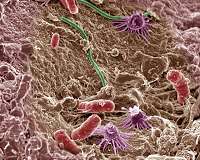 Finding microbial pillars of the bioenergy community