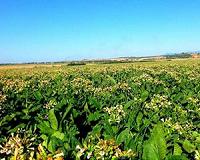 Boeing Partners with South African Airways to Turn New Tobacco Plant into Jet Fuel