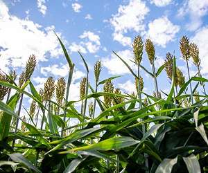 First look at complete sorghum genome may usher in new uses for food and fuel