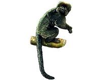 Amazon fossils provide evidence South American monkeys came from Africa