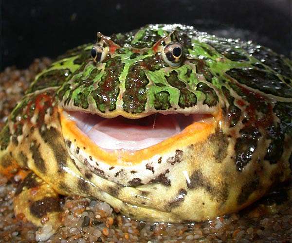 Climate change primary driver of amphibian decline: study