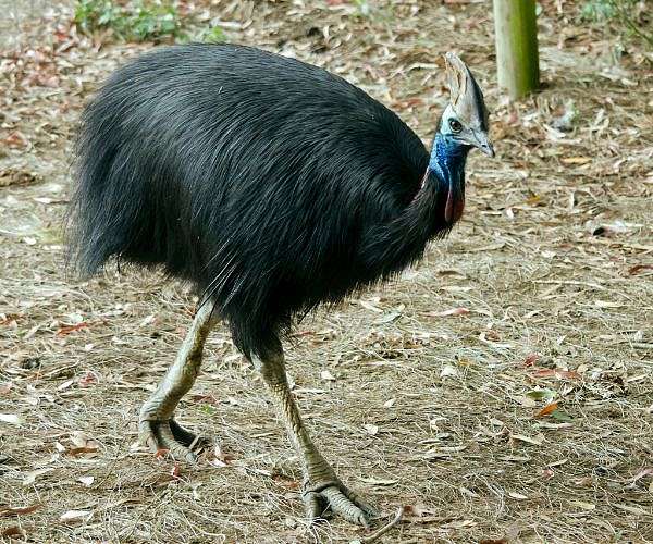 Australia's fearsome 'dinosaur bird' stares down extinction