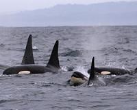 For many species, noise pollution can be deadly