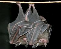 Bats to blame for pig-killer virus in China: study