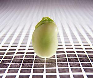 Widely used nanoparticles enter soybean plants from farm soil