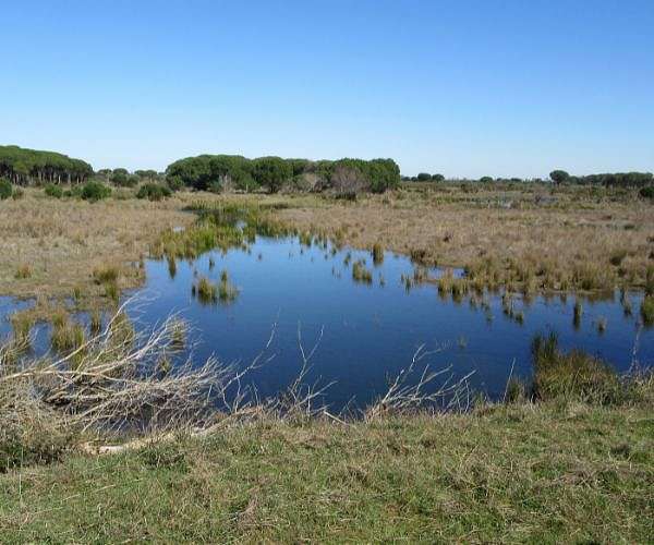 Key Spanish lagoon dries out due to drought, overexploitation