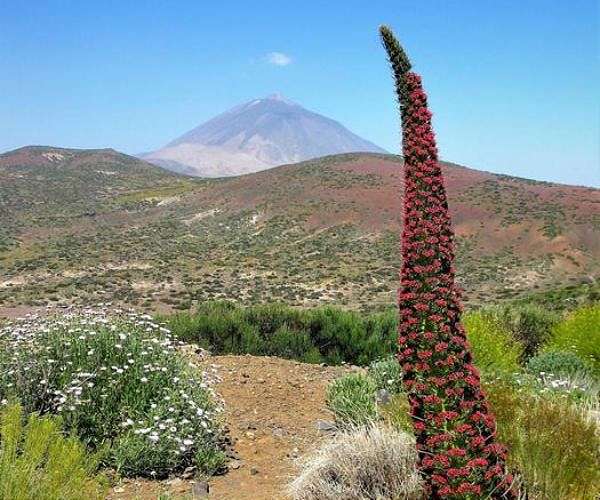 Spanish firefighters gain upper hand against Tenerife fire