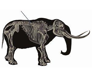 Tracing the first North American hunters