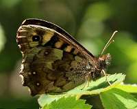 How the butterfly got its spots