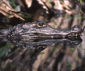 Yellow peril: Are banana farms contaminating Costa Rica's crocs?