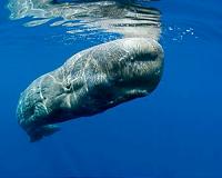 'Acoustic smog' is major threat to whales, say researchers
