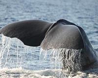 Whales hear us more than we realize
