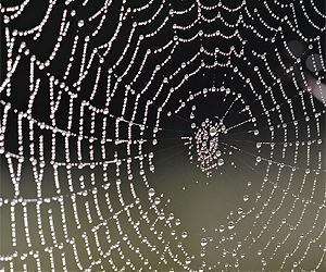 Here's looking at dew: spiders snare water from the air