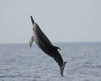Federal and Local Action Needed to Protect Hawaii's Spinner Dolphins