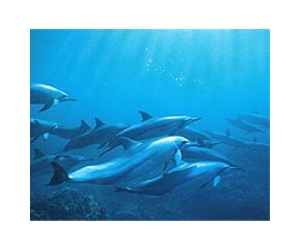 Dolphins may call each other by name