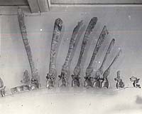 Lost Photos Confirm Fossil Find