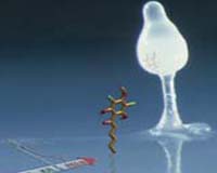 Immunity In Social Amoeba Suggests Ancient Beginnings