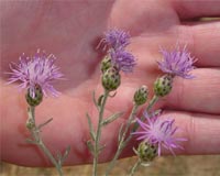 Climate Change Opens New Avenue For Spread Of Invasive Plants