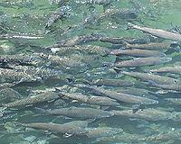 Alaska mine could be blocked to save salmon fisheries