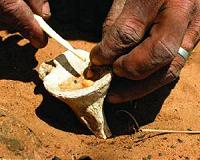 How environmental awareness helped the Bushmen to poison their game
