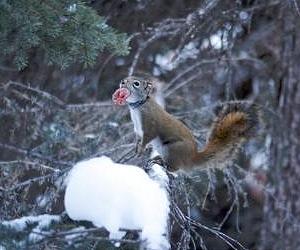 Squirrels Show Softer Side By Adopting Orphans