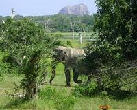 Shock treatment as Sri Lanka battles wild elephants