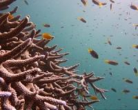 Study shows dietary supplements are good for coral health