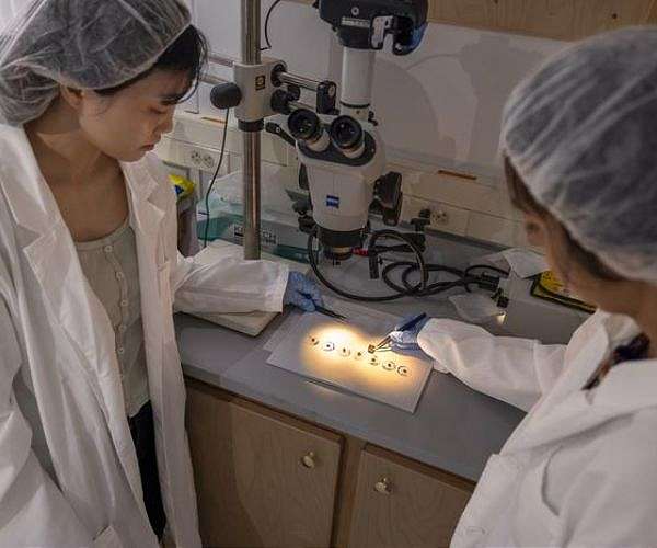 Removal of magnetic spacecraft contamination within extraterrestrial samples easily carried out