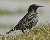 Adding herbs to bird nests makes starlings better parents