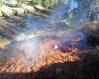 In these microbes, iron works like oxygen